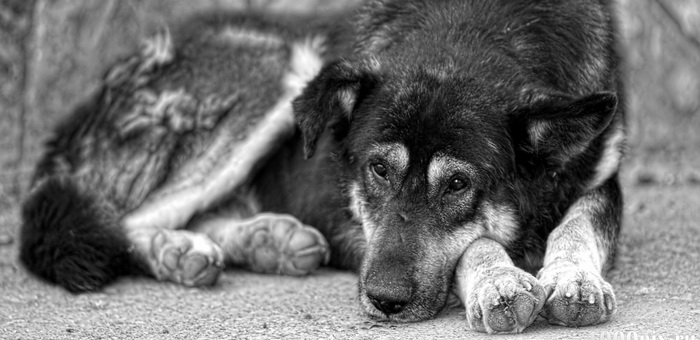 Забившие собаку насмерть майминцы осуждены за жестокость